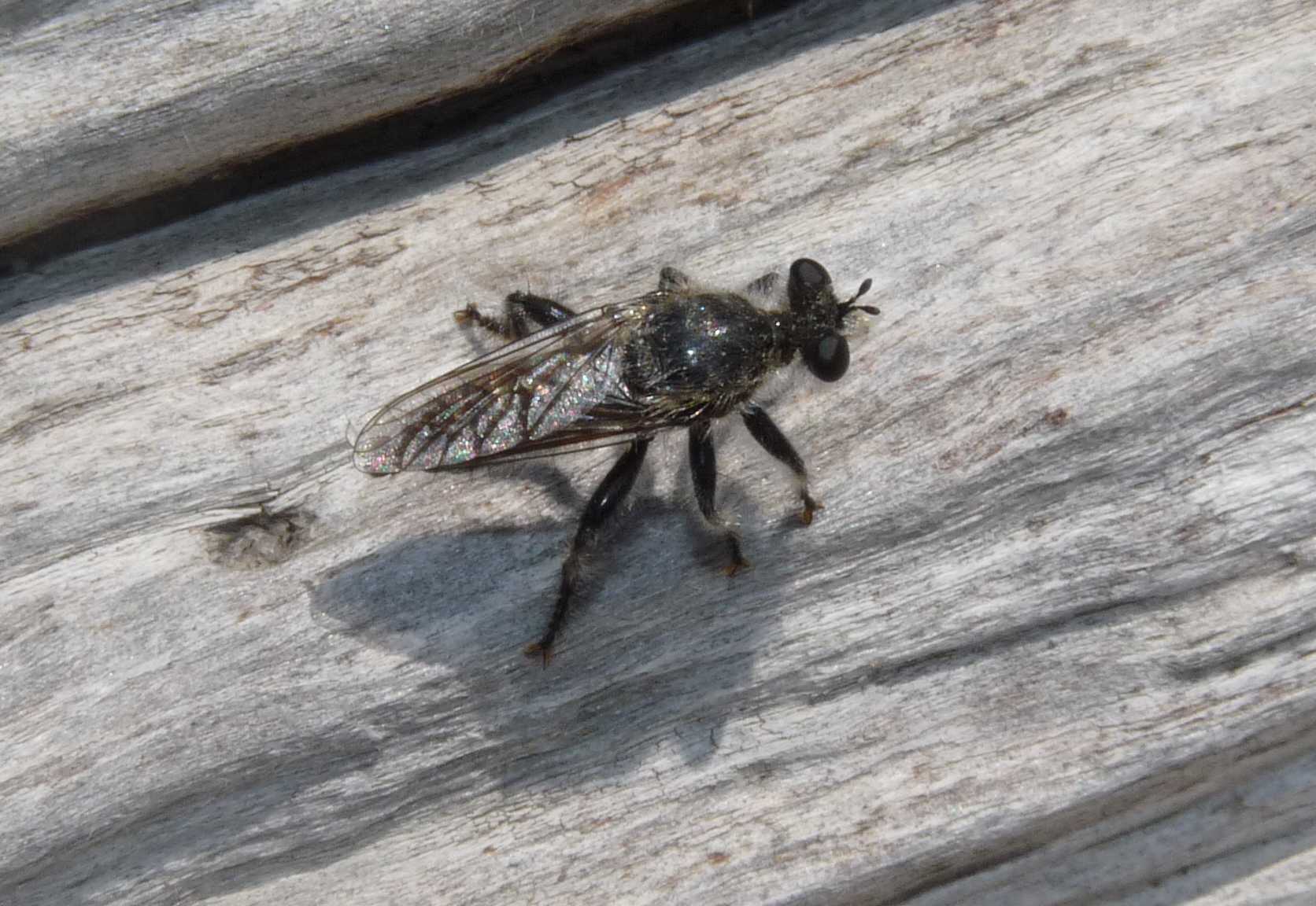 Asilidae da determinare